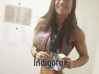 Indigofox