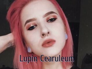 Lupin_Cearuleum